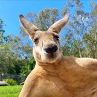 TheBushKangaroo(@au33ies) 's Twitter Profile Photo