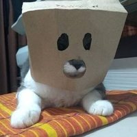 Cat with the Bag (@randomsmugcat) 's Twitter Profile