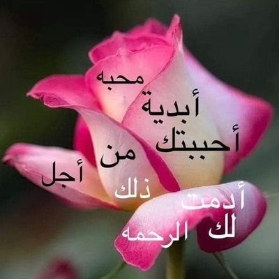 mems_sasa's profile picture. 