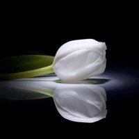 وسام عميره (@wesamomira) Twitter profile photo