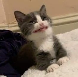 CarneraByrnes's profile picture. She/Her. Beauty Queen 👑, Brown Skin, Hot body 🥵.

Wanna be my King?