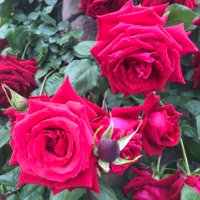 麗華🌹 (@kinno122) 's Twitter Profile Photo 麗華🌹 (@kinno122) 's Twitter Profile Photo
