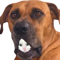 ジョーは犬&猫と共に古民家で暮らしている (@6464prpr) 's Twitter Profile Photo ジョーは犬&猫と共に古民家で暮らしている (@6464prpr) 's Twitter Profile Photo