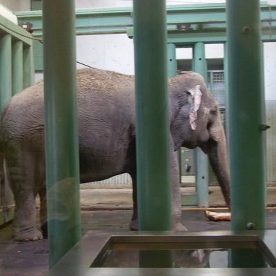 I am an Asian elephant kept alone in subarctic Edmonton at the #1 Worst Zoo for Elephants Let a proper vet assess me to see if I can retire to a sanctuary