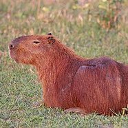 frutalascada's profile picture. 