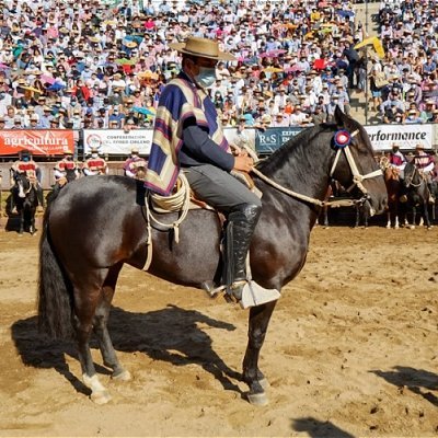 Twitter del portal de Federaciones del Rodeo Chileno y Criadores de Caballos Raza Chilena Síguenos en Facebook https://t.co/c6JybDEym4 e Instagram https://t.co/ydkSv8VzxA