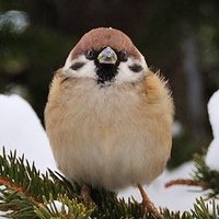すず@飛 (@suzumekaneko) 's Twitter Profile