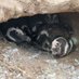 Global Penguin Society Chile (@penguin_chile) Twitter profile photo Global Penguin Society Chile (@penguin_chile) Twitter profile photo