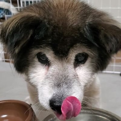 2022年8月3日🌈の橋を渡りました🐾　19歳おばあちゃん犬🎵👍️☀️いくつになっても可愛い❤️飼い主のただの自己満😋雑種です！※たくさんのコメントありがとうございます☺️全部返事できてなくてすみません😣💦 https://t.co/kRE7fq2v9F ←LINEスタンプです♪