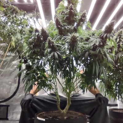 Cannabis Seed Bank 
Legal Medical cannabis caregiver
Official Barney's farm Distributor
https://t.co/oAi2qjhQO8