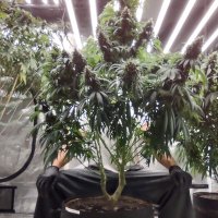 DrGreen Thumb (@dgtmo420) 's Twitter Profile