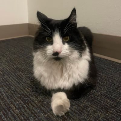 _gatitx's profile picture. keeping an eye on my tenants. dm for tax help.