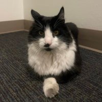 #1 zapata landlord 🐈⬛ (@_gatitx) 's Twitter Profile