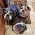 Letty and Suki The Bulldogs (@lettythebulldog) Twitter profile photo Letty and Suki The Bulldogs (@lettythebulldog) Twitter profile photo
