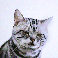 violetesque's profile picture. heather. internet grandmother. https://t.co/YHrB0Y7RzC