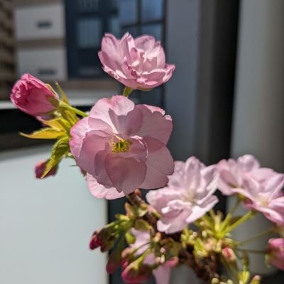 夜行性サクラ(ノゲシ)さんのプロフィール画像