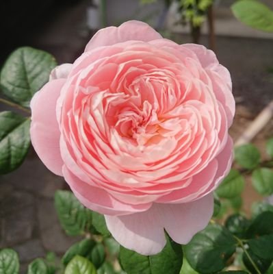 rose_blossom13's profile picture. 