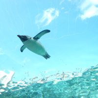 🐧 (@toiroduki) 's Twitter Profile