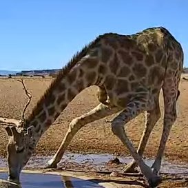 ロマサガRS初日勢のサガ好き。周回はしっかり、高難易度はまったり、ガチャ運は雑魚でやってます。サガ曲愛してます。