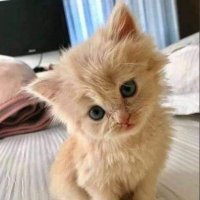 Erkutacay (@coinhuntergula) Twitter profile photo