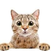 Catmeowmcnugget (@esiotroggoth) 's Twitter Profile