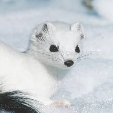 SnowBasedFerret's profile picture. 