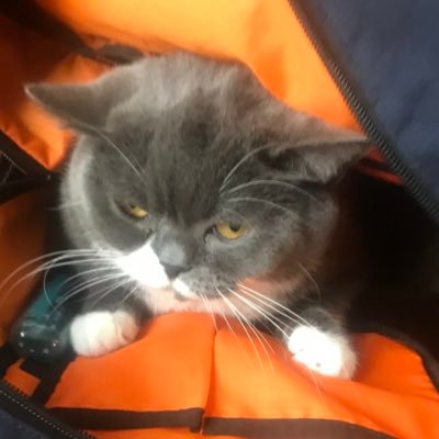 猫大好きさんのプロフィール画像