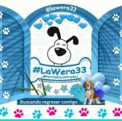 🧐¡Humano Te Estoy Buscando!🧐
🆘 🐶 #PerrosEncontrados q están buscando a su humano 💔
#LaWera33 💙perrito #Encontrado 💜perrita #Encontrada