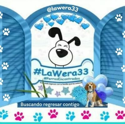 🧐¡Humano Te Estoy Buscando!🧐
🆘 🐶 #PerrosEncontrados q están buscando a su humano 💔 
#LaWera33 💙perrito #Encontrado    💜perrita #Encontrada