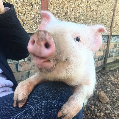 Vegan for life, obsessed with dinosaurs , bunny mummy
My profile pic shows Humphrey as a baby. He was sitting on my knee and trying to bite my ear off!