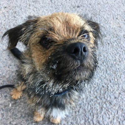 Boots July 2021 just adorable me! 🐾. Finding my way in the world one paw step at a time! OBE 2023,  Sir Seb OTRB 03 07 20 - 16 years young Always #btposse💕