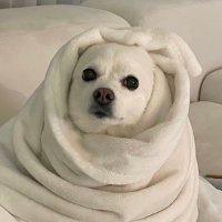 오찌 (@ozzithedog) 's Twitter Profile Photo 오찌 (@ozzithedog) 's Twitter Profile Photo