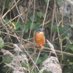 The Barbourne Birder (@barbournebirder) Twitter profile photo The Barbourne Birder (@barbournebirder) Twitter profile photo
