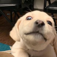 forthesamethings (@justgrewapart) 's Twitter Profile