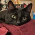 Marcy 🐈⬛🐾 (@mawceline) Twitter profile photo Marcy 🐈⬛🐾 (@mawceline) Twitter profile photo