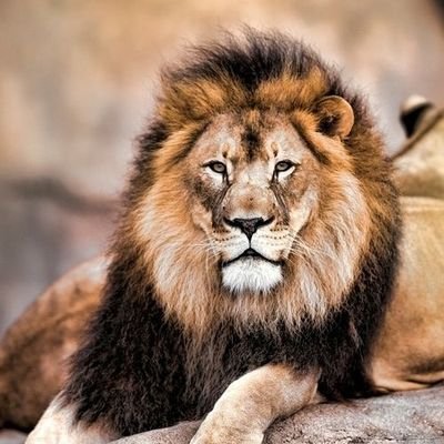 RicotBaptiste's profile picture. 