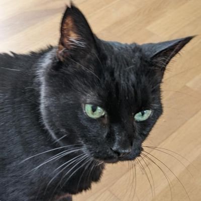 Black panfur.  Rescued by my mum in June 2021.  I'm 15 years old.