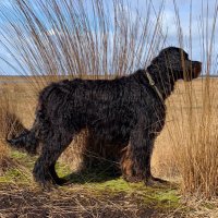 Frau Lloyd (@werderline) Twitter profile photo