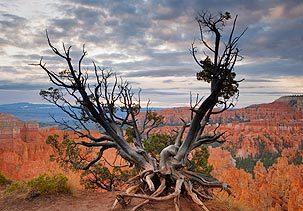 cincygirl5's profile picture. Just an Ohio girl living in Baltimore