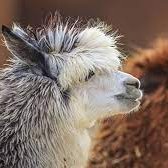 alpacabella's profile picture. 