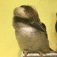 のまる🐤 (@incoinkoincoink) 's Twitter Profile Photo のまる🐤 (@incoinkoincoink) 's Twitter Profile Photo