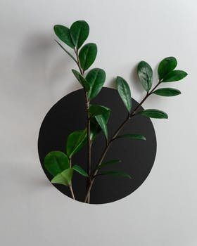 LmazerSeylan's profile picture. 