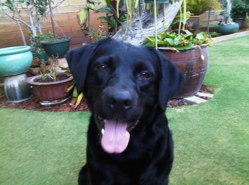 AliceNani's profile picture. 