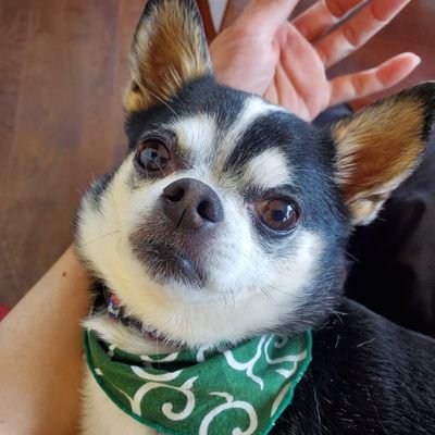 _anzupyotan_'s profile picture. 埼玉県川口市の学習塾の先生です。
中の人は「海習🐟️」と「かえる🐸」の二人います。
