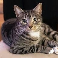 Phillip7675's profile picture. 彼らの顔の無邪気な表情はあなたの心の部屋のほとんどを占めるのに十分です。 猫はあなたに愛情について教えるためにあなたの家にやって来ます、彼らはあなたに喪失について教えるために去ります