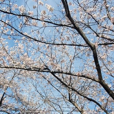 sui傘さんのプロフィール画像