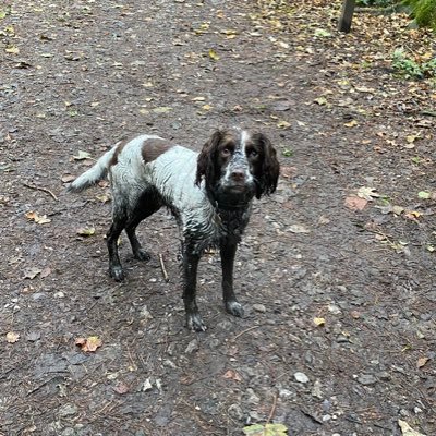 stevepen66's profile picture. Self Employed and lovin it, Bramhall.