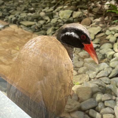 ナノル・ナモナイさんのプロフィール画像