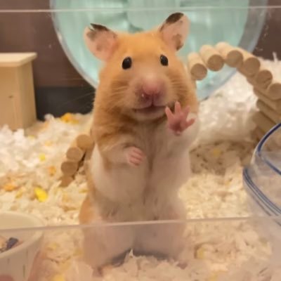lukinhas🤠さんのプロフィール画像