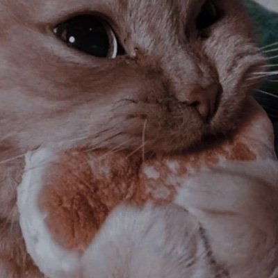 Streamerrrrr ᴛᴡɪᴛᴄʜ: kittyy_killer link tree: https://t.co/GG4m4kined